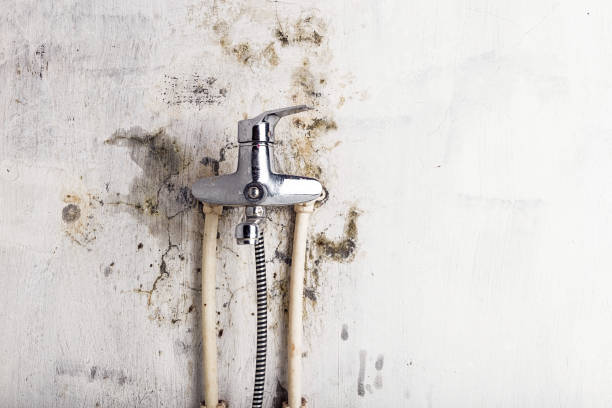 Best Mold Removal Near Me  in Harper, TX