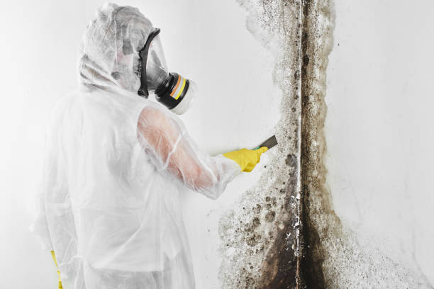 Best Mold Testing  in Harper, TX