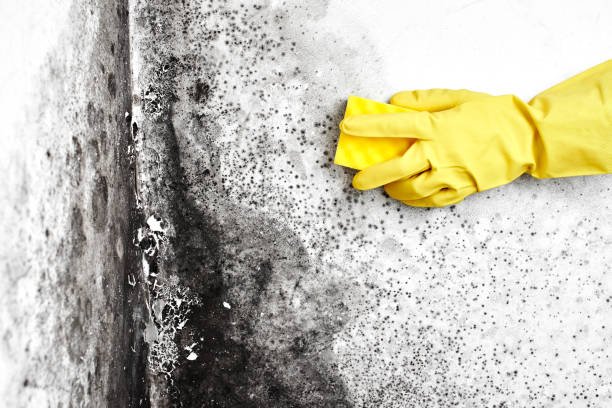 Best Mold Remediation  in Harper, TX