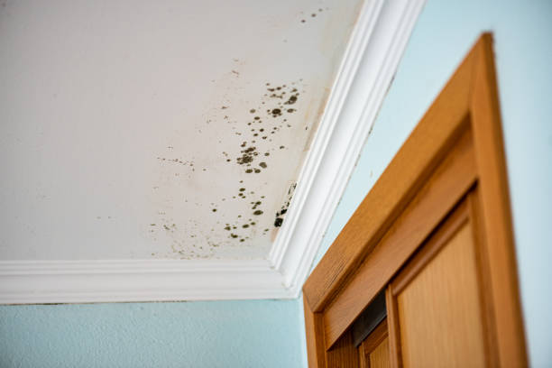 Best Black Mold Removal  in Harper, TX