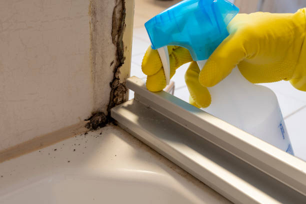 Best Black Mold Removal  in Harper, TX