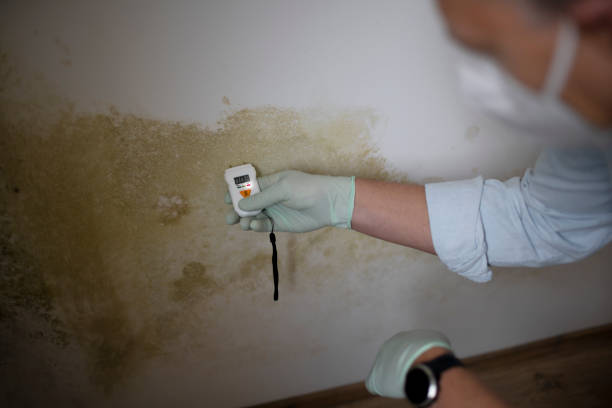 Best Local Mold Removal Service  in Harper, TX