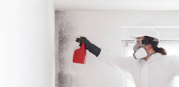 Best Certified Mold Removal  in Harper, TX