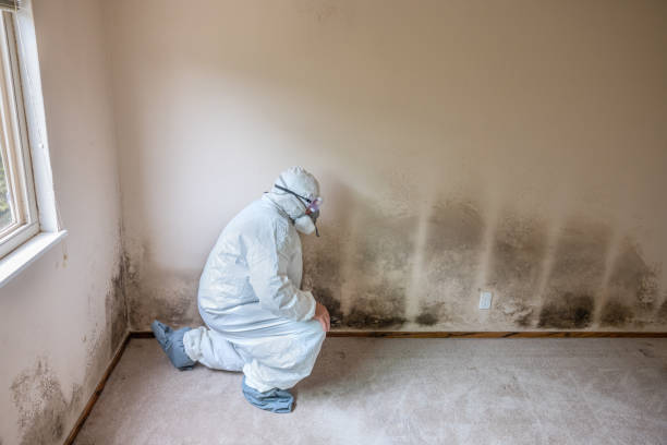 Best Professional Mold Removal  in Harper, TX