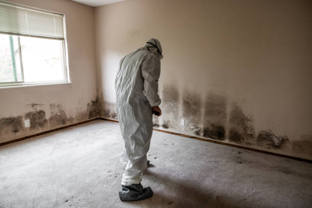 Best Mold Removal Specialists  in Harper, TX