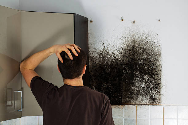 Best Same-Day Mold Removal  in Harper, TX