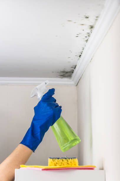 Best Black Mold Removal  in Harper, TX