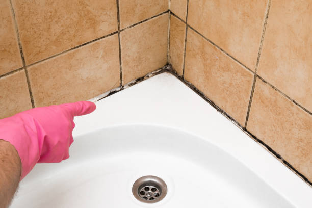 Best Mold Testing  in Harper, TX